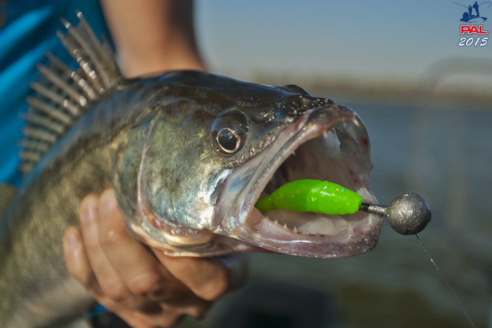 Дневник третьего этапа турнира Pro Anglers League 2015. Галерея фото 22