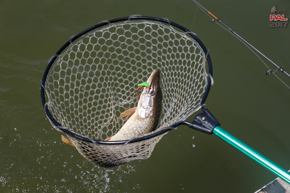 Дневник весеннего турнира Pro Anglers League Trout 2017. Галерея фото 52