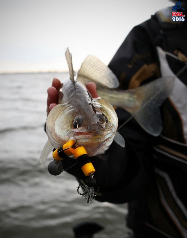 Дневник отборочного этапа турнира Pro Anglers League 2016. Галерея фото 18